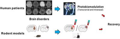 Editorial: Current Status and the Need for Acute and Chronic Modulation of Brain Circuits as Interventions in Neurological and Psychiatric Disorders